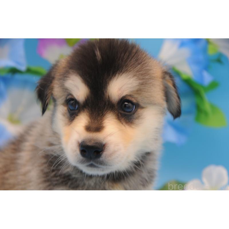 販売中の岡山県のミックス犬-399888の1枚目